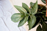 Amydrium magnificum "Silvery Ann"